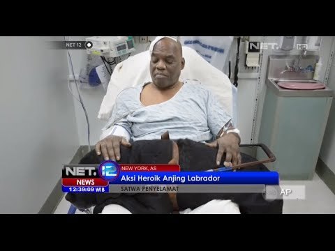 NET12 - Hewan-hewan penyelamat dunia