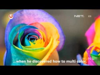 NET17 - Mawar Pelangi