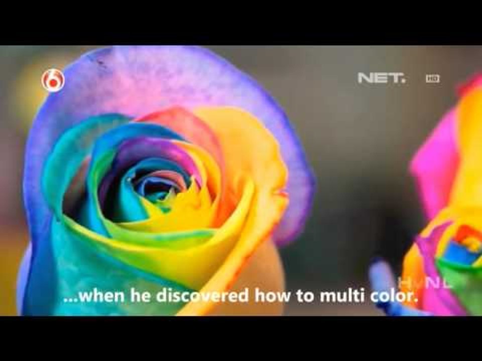 NET17 - Mawar Pelangi