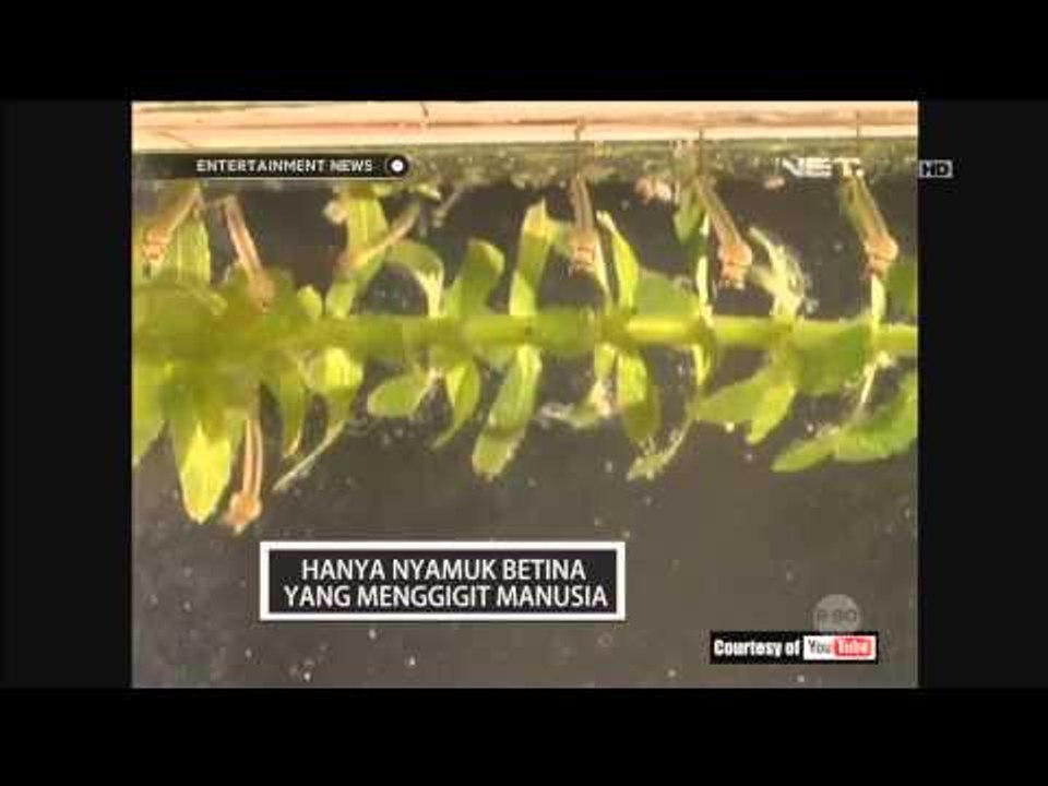Fun Facts Nyamuk