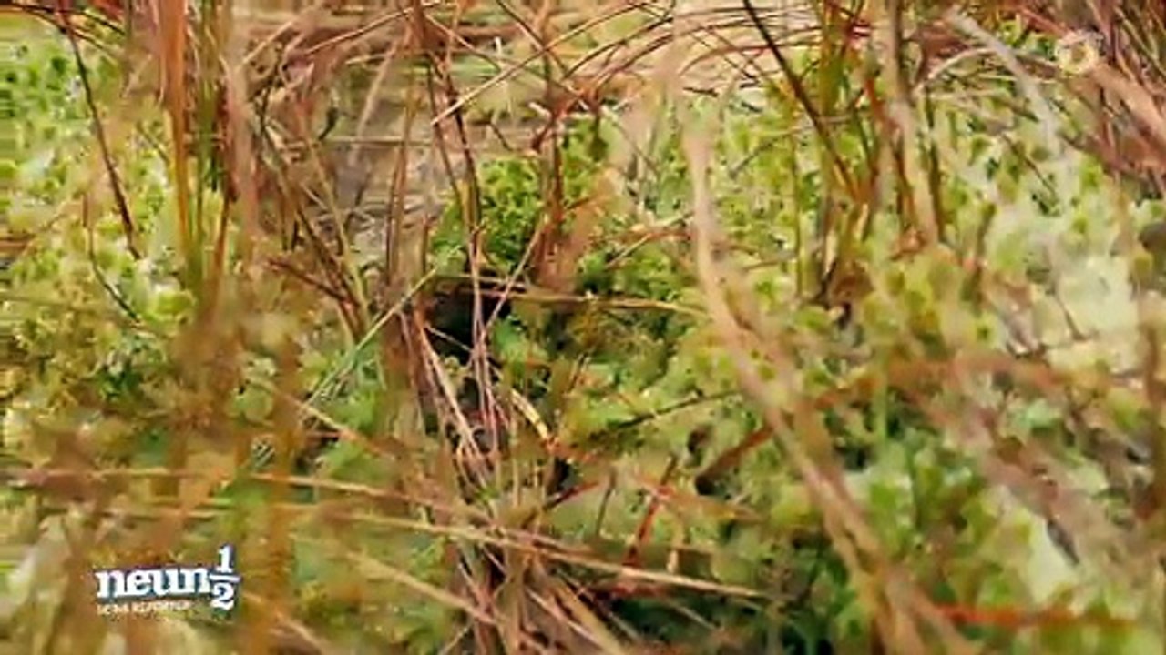 Mehr Moor! - Warum wir diesen Lebensraum schützen müssen | Neuneinhalb | Das Erste