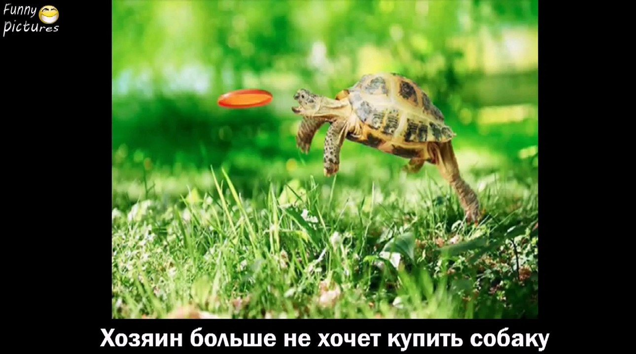 Приколы Лучшие ПРИКОЛЫ