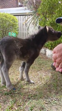 Ce mini cheval est juste adorable