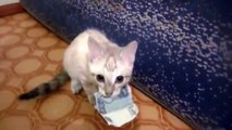 Ce chat refuse de rendre un billet... J'aime trop l'argent