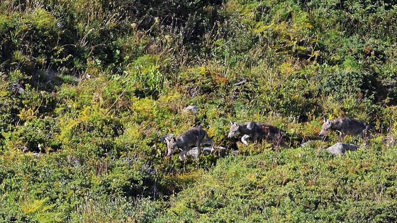 Prédateurs d'içi et d'ailleurs, loups, ours, lynx