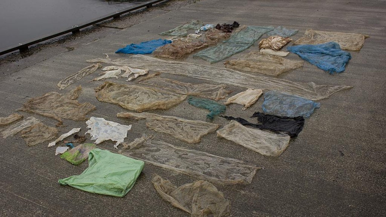 Wal hatte 30 plastiktüten im magen