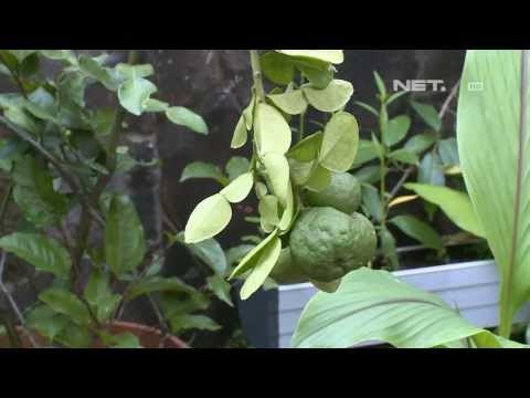 NET5 - Cinta Bumi Kebun Sayur