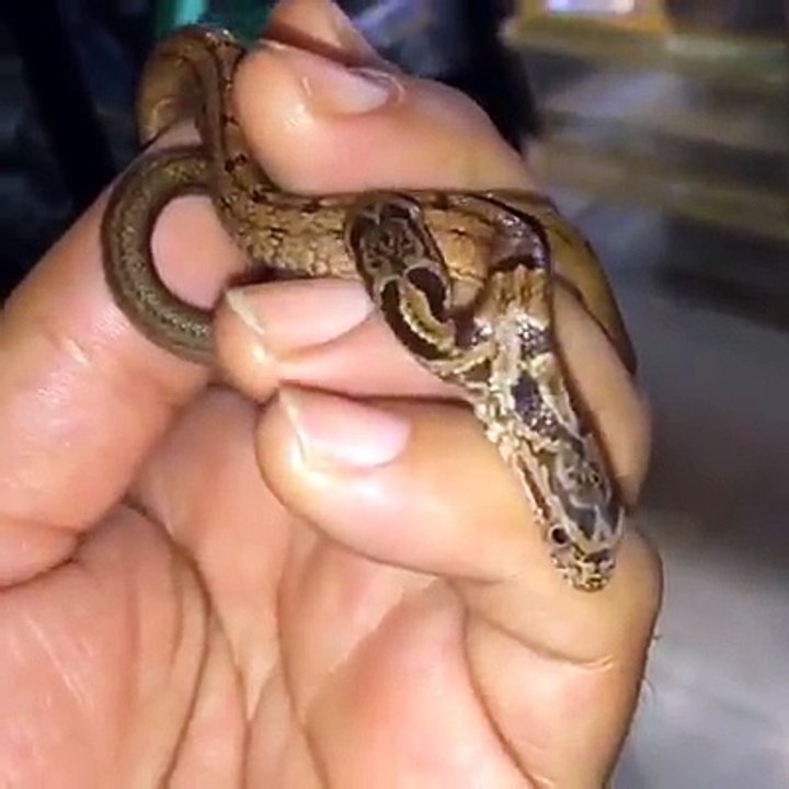 TWO HEADED SNAKE