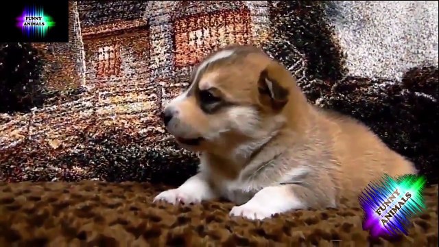 ТОП ПРИКОЛЫ С ЖИВОТНЫМИ 23 смотреть бесплатные видео приколы онлайн1