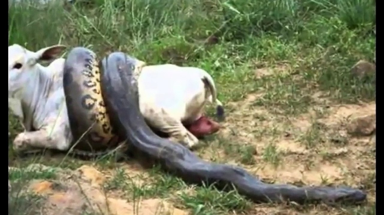 ANACONDA menyantap SAPI BESAR