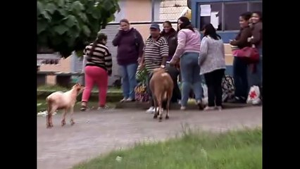 AKSI LUCU NEKAT BRUTAL DOMBA & KAMBING DI JALANAN.. bikin terpingkal-pingkal