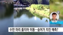 숭어 수만 마리, 일렬 이동...'기현상' 정체는? / YTN (Yes! Top News)