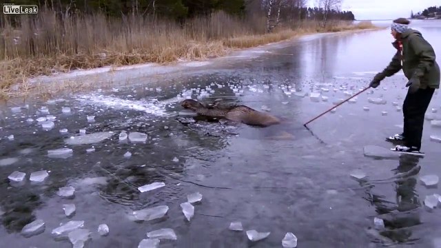 Un couple tente de secourir un élan pris au piège d'un lac gelé