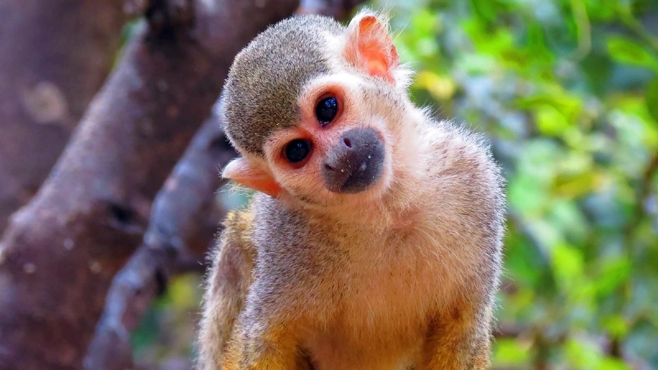 Забавные обезьянки.#9.Amusing monkeys.#9.