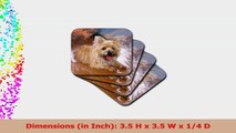 3dRose cst44662 Cairn Terrier Soft Coasters Set of 8 b9dcbc3d