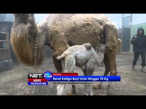 NET24 - 3 ekor bayi unta berpunuk dua dilahirkan di Taman Safari Bogor