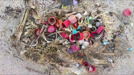 Plastik atıklar hayvanların ölümüne yol açıyor