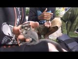 NET5-Komunitas Pecinta Sugar Glider