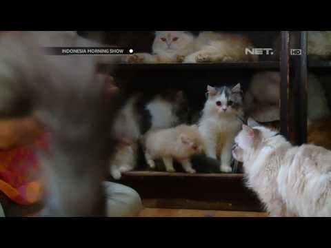 IMS - Sri Rahayu pelihara 40 ekor kucing di rumahnya
