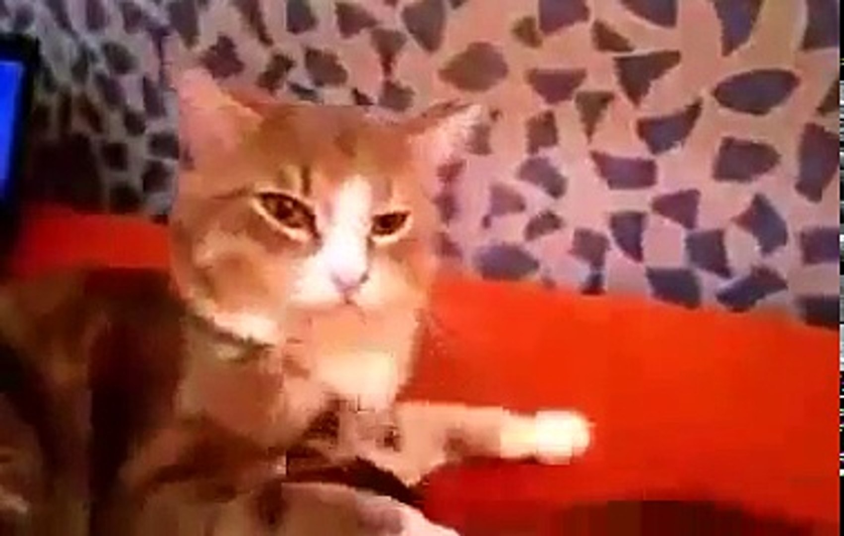 ⁣Xорек и кошка смешные животные звери видео июнь 2016