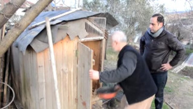 Yaralı Yaban Kazı Tedavi Altına Alındı