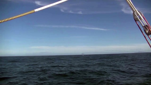 J90 : Romain Attanasio croise un cachalot / Vendée Globe