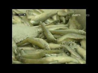 NET5-Populasi Ikan Sarden di Amerika Menyusut Drastis
