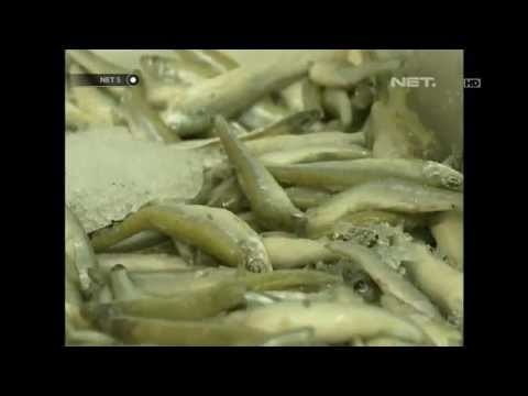 NET5-Populasi Ikan Sarden di Amerika Menyusut Drastis