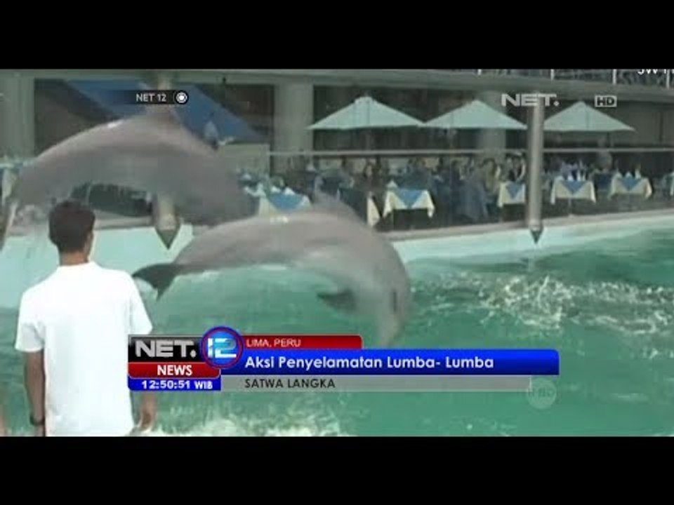 NET12 - Aktivis penyelamat hewan di peru, selamatkan 2 ekor lumba lumba di sebuah kolam kecil Hotel