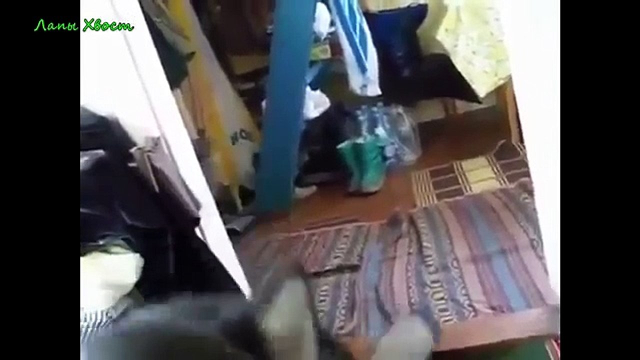 Приколы с животными! Наши братья малые!