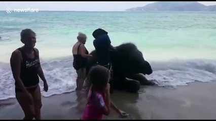 Elephant riding goes wrong