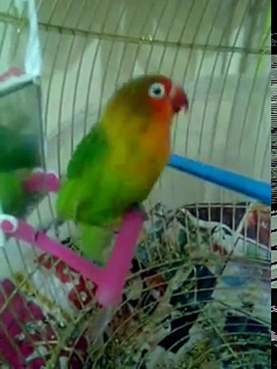 Horon Oynayan Papağan