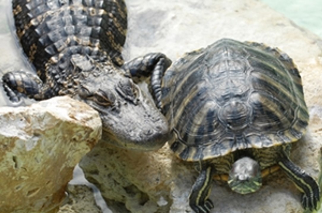 Crocodile vs Tortoises