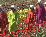 Tourist Enjoy at Asia's largest tulip garden, the Indira Gandhi Memorial Tulip Garden in Srinagar