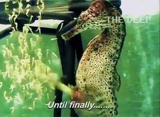 Sea Horse During Borning the Children...