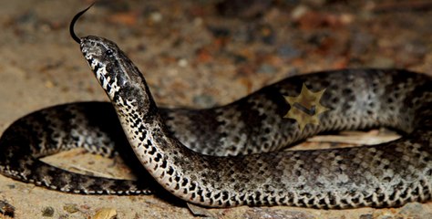 8 COBRAS QUE SE DERAM MAL TENTANDO COMER SUAS PRESAS