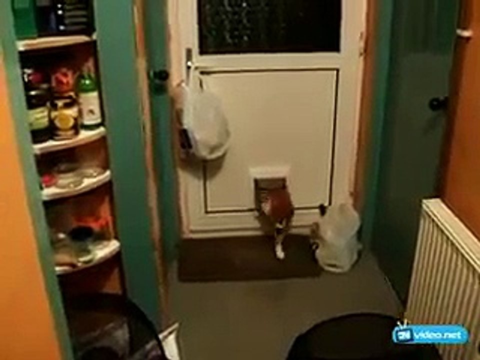 Толстый кот еле пролез