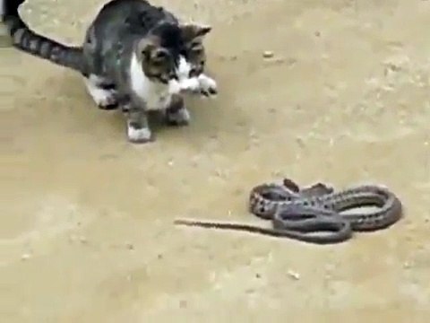 Животные приколы БОЙ КОШКИ И ГАДЮКИ