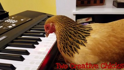 America the Beautiful : Une poule joue l'hymne américain au synthétiseur