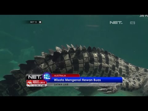 NET12 - Wisata buaya di Australia, pengunjung bisa memberi makan dan berenang di kolam buaya