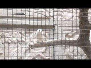 NET12 - Wisata taman burung di TMII
