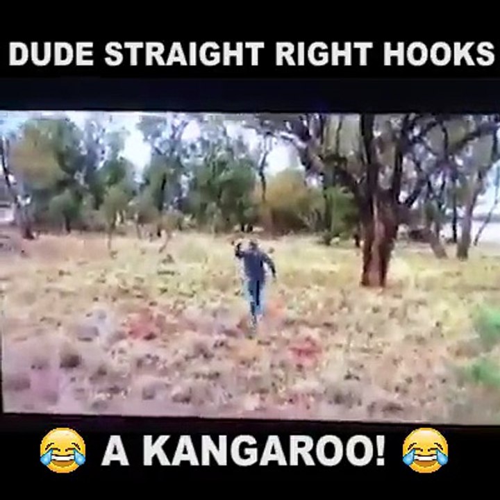 This Man Straight right hooks a kangaroo to save his dog