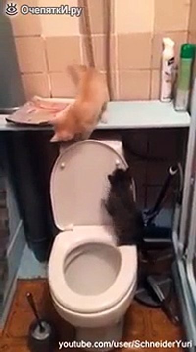 Котята изучили унитаз