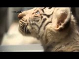 NET12-Anak Harimau Kembar Tiga di Kebun Binatang Buenos Aires Dilepas ke Kandang Besar