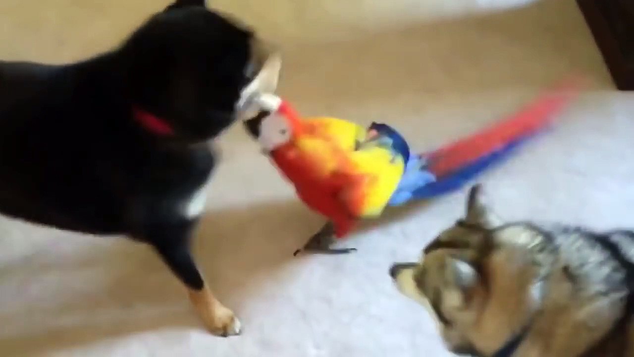 Забавный попугай Ара мирит собак