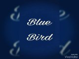 Blue Bird - Naruto Shippuden - By Marshall Lee
