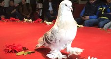 'Koca Yusuf' İsimli Güvercin 90 Bin Liraya Satıldı