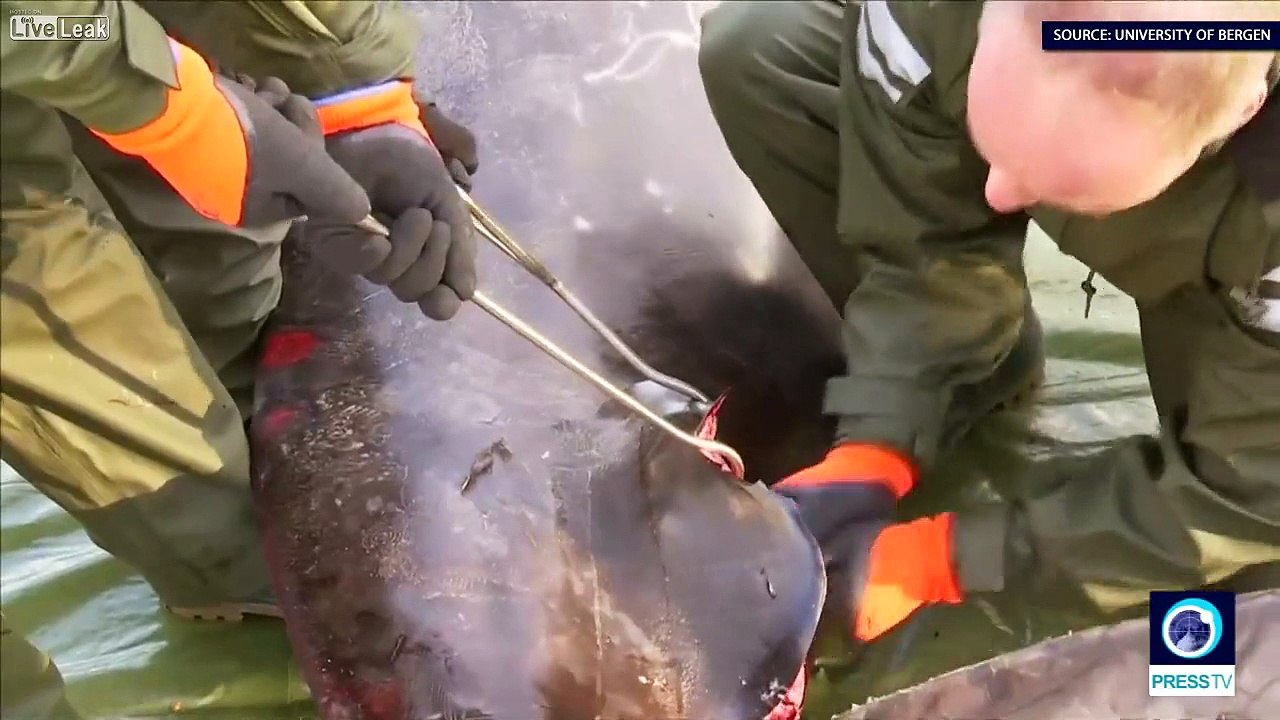 30 sacs plastique retrouvés dans l'estomac d'une baleine morte au large de la Norvège