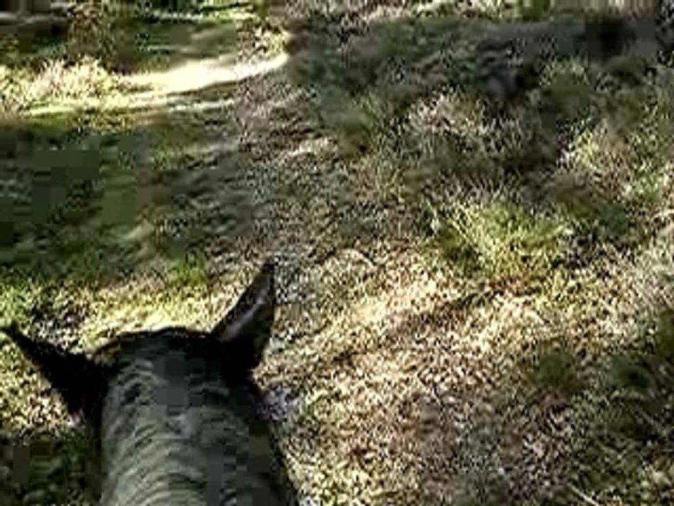Pictave promenade forêt de Moulière