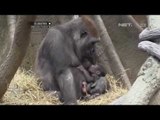 NET12-Kelahiran Bayi Gorila Pertama Kali Sejak 2006 di Kebun Binatang Bronx